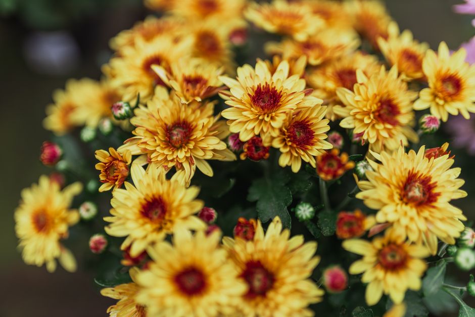 Kolkwintia in herfsttuin met kleurrijke bladeren. Kolkwintia in herfsttuin met kleurrijke bladeren.